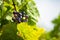 Raceme of the Primitivo di Manduria grape, organic vineyard in Salento, natural conditions, Puglia, Italy