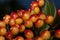 Raceme ripe berries of guelder rose. Close up. Viburnum opulus