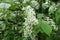 Raceme of white flowers of bird cherry