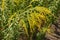 Raceme of yellow flowers of Solidago canadensis in August
