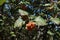 Racemose corymb of orange berries of whitebeam tree