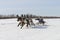 Races on reindeer sled in the Reindeer Herder\'s Day on Yamal