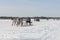 Races on reindeer sled in the Reindeer Herder\'s Day on Yamal