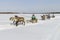 Races on reindeer sled in the Reindeer Herder\'s Day on Yamal