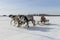 Races on reindeer sled in the Reindeer Herder\'s Day on Yamal