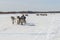 Races on reindeer sled in the Reindeer Herder\'s Day on Yamal