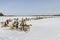 Races on reindeer sled in the Reindeer Herder\'s Day on Yamal