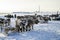 Races on reindeer sled in the Reindeer Herder\'s Day on Yamal, Sporting activity.Deer