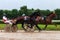 Racetrack horse racing jockey approaching the finish line, sports with horses