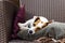 The racial jack russell terrier lies comfortably on the armchair cushions