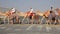 Racing camels crossing street in Qatar