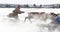 Racing on deer during holiday of the reindeer.