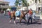 Racing Horses at the Gulfstream Park, Florida