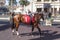 Racing Horses at the Gulfstream Park, Florida