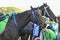 Racing horses in the paddock