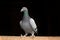 Racing Pigeon