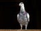 Racing Pigeon