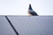 Racing pigeon, just back from a long flight, rests on a solar pa
