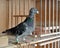 Racing pigeon moulting