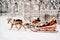 Racing Reindeer sled in Finland in Lapland in winter