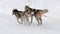 Racing sled husky dogs