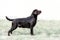 Rack of a charming Labrador retriever standing on a grass on dog show