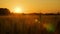 Rack focus clip of the sun setting over wheat or barley field at sunset