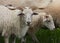Racka sheeps on pasture