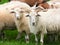 Racka sheeps on pasture closeup