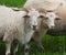 Racka sheeps on pasture watching camera