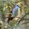 Racket Tailed Roller Bird