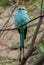 Racket Tailed Roller Bird