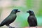 Racket-tailed Treepie bird