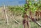 Racks with vine branches and ripe grapes in sunny valley. Farmer`s area with vineyards.