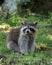 Racoon, animal native to America.