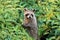 Racoon applauding