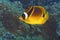 Racoon Butterfly Fish