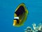 Racoon butterfly fish