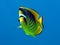 Racoon butterfly fish