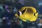 Racoon Butterfly Fish - Chaetodon lunula , tropical coral fish