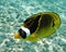 Racoon Butterfly fish swimming over sunlit reef, Kona, Hawaii