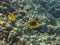 Racoon butterflyfish