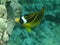 Racoon Butterflyfish (kikakapu)