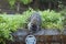 Racoon climbing on retaining wall in backyard