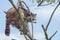 Racoon climbing on a tree