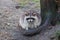 Racoon climbing a tree