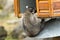 Racoon climbs into a feeding box.