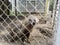 Racoon dogs in captivity