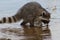 Racoon foraging muddy lake bottom