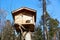 Racoon in his wooden house in europe